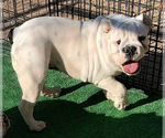 Small Photo #5 English Bulldog Puppy For Sale in VICTORVILLE, CA, USA
