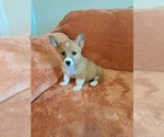 Small #5 Pembroke Welsh Corgi