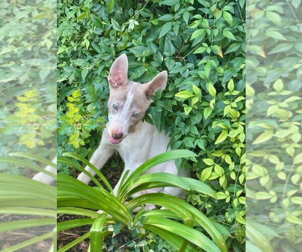 Medium Photo #5 Huskies -Unknown Mix Puppy For Sale in Lakewood, CO, USA