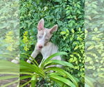 Small #4 Huskies  Mix