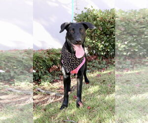 Kendall - Female Labrador Retriever-Unknown Mix Dog for Adoption - Photo #3
