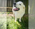 Small #8 Great Pyrenees