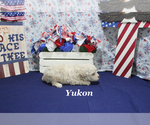 Small #8 Poodle (Toy)