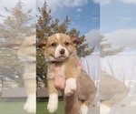 Puppy 2 Cojack