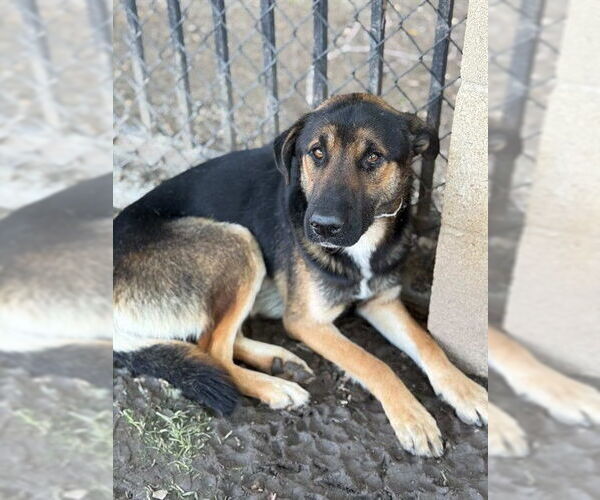 Medium Photo #2 German Shepherd Dog Puppy For Sale in Riverside, CA, USA