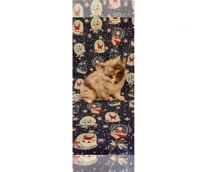 Pomeranian Puppy for sale in CLARKSVILLE, TN, USA