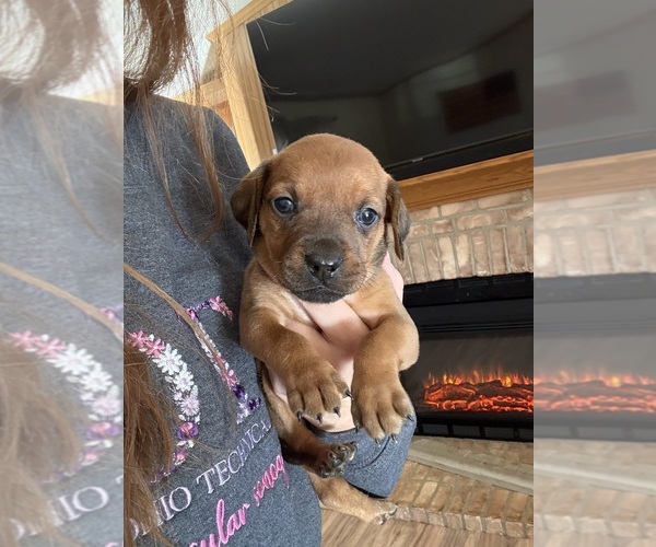 Medium Photo #16 Treeing Walker Coonhound Puppy For Sale in ZANESVILLE, OH, USA
