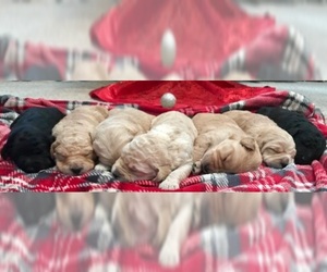 Goldendoodle Puppy for sale in LEVELLAND, TX, USA