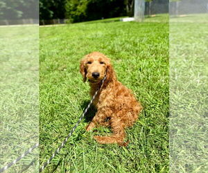 Goldendoodle Dogs for adoption in Pacolet, SC, USA