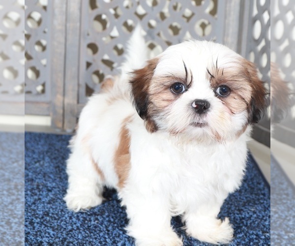 Medium Photo #4 Shih Tzu Puppy For Sale in MOUNT VERNON, OH, USA