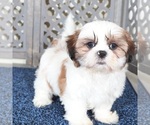 Small #3 Shih Tzu
