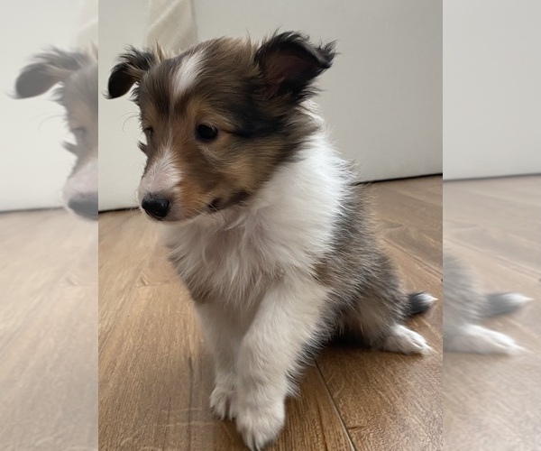 Medium Photo #7 Shetland Sheepdog Puppy For Sale in CHESAPEAKE, VA, USA