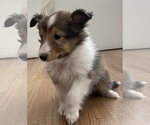 Small #6 Shetland Sheepdog