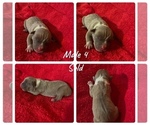 Puppy 2 American Pit Bull Terrier