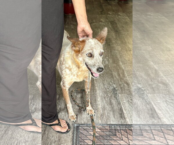Medium Photo #1 Mutt Puppy For Sale in Garden City, NY, USA