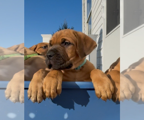 Medium Photo #1 Cane Corso Puppy For Sale in MARION, OH, USA