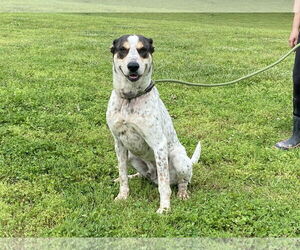 Bluetick Coonhound-Unknown Mix Dogs for adoption in Sparta, TN, USA