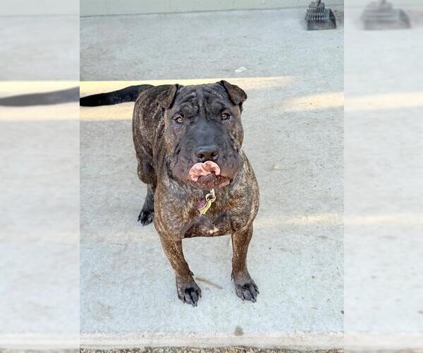 Medium Photo #2 Chinese Shar-Pei-Unknown Mix Puppy For Sale in South Lake Tahoe, CA, USA