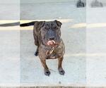 Small #1 Chinese Shar-Pei Mix