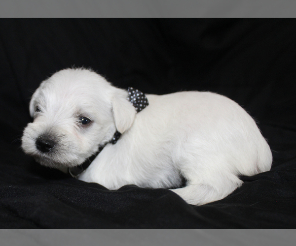 Medium Photo #2 Schnauzer (Miniature) Puppy For Sale in BROOKSVILLE, FL, USA