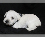 Small #1 Schnauzer (Miniature)