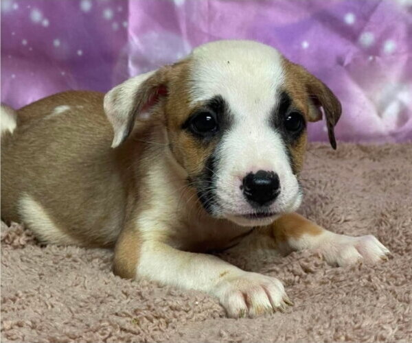 Medium Photo #1 Labbe Puppy For Sale in Lakewood, CO, USA