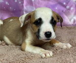 Small Labbe