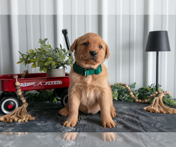 Medium Photo #2 Golden Labrador Puppy For Sale in BEACH CITY, OH, USA