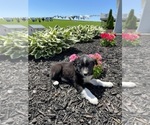 Small Photo #6 Border Collie Puppy For Sale in BLOOMINGTON, WI, USA
