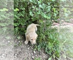 Small Photo #24 Labradoodle Puppy For Sale in KIRKSVILLE, MO, USA