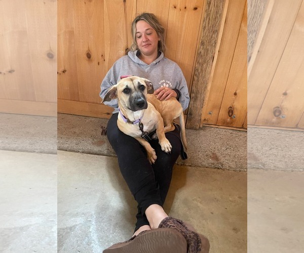 Medium Photo #7 Mutt Puppy For Sale in Derwood, MD, USA