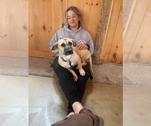 Kallie - Female Mutt Dog for Adoption - Photo #7