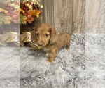 Small Photo #13 Dachshund Puppy For Sale in MYRTLE, MO, USA