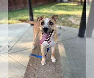 Black Mouth Cur-Labrador Retriever Mix Dogs for adoption in Boston, MA, USA