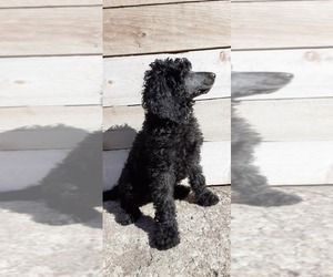 Poodle (Standard) Puppy for Sale in KANSAS CITY, Missouri USA