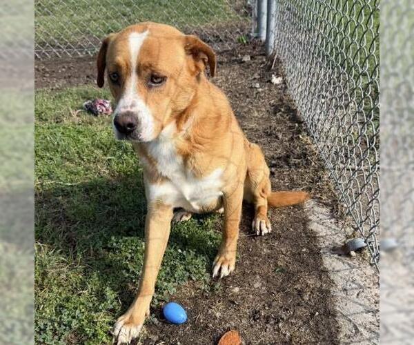Medium Photo #1 Labrador Retriever-Unknown Mix Puppy For Sale in Conroe, TX, USA