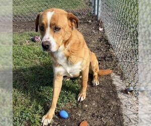 Labrador Retriever-Unknown Mix Dogs for adoption in Conroe, TX, USA