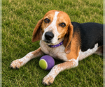 Small #5 Beagle