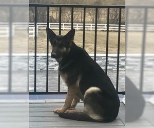 Mother of the German Shepherd Dog puppies born on 04/22/2019