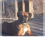 Small Photo #10 Boxer Puppy For Sale in MARTHASVILLE, MO, USA