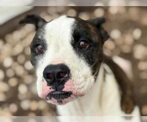 Bullboxer Pit Dogs for adoption in Tulsa, OK, USA