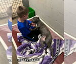 Small #1 American Bulldog