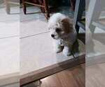 Puppy 4 Maltese-Poodle (Toy) Mix