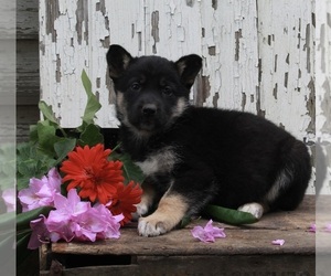 German Shepherd Dog-Siberian Husky Mix Puppy for sale in FREDERICKSBURG, OH, USA