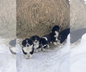Bernese Mountain Dog-Karakachan Mix Puppy for sale in SARONA, WI, USA
