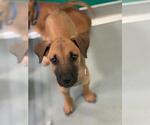 Small German Shepherd Dog Mix