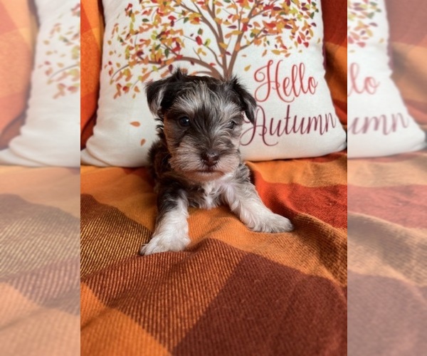 Medium Photo #1 Schnauzer (Miniature) Puppy For Sale in KINGSPORT, TN, USA