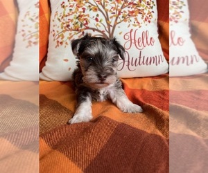 Schnauzer (Miniature) Puppy for sale in KINGSPORT, TN, USA
