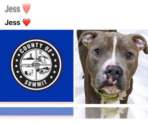 American Pit Bull Terrier Dogs for adoption in Akron, OH, USA