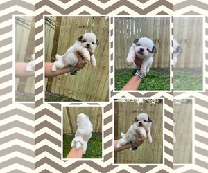 Shih Tzu Puppy for sale in ARCADIA, FL, USA